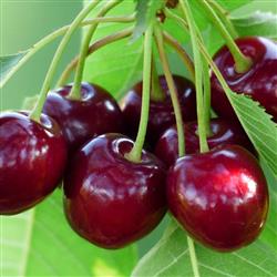 cherry- تیر ۱۴۰۳